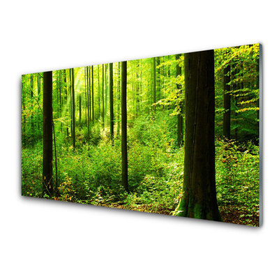 Quadro vetro Foresta Verde Alberi Natura