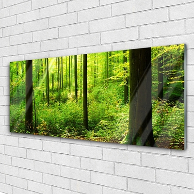 Quadro vetro Foresta Verde Alberi Natura