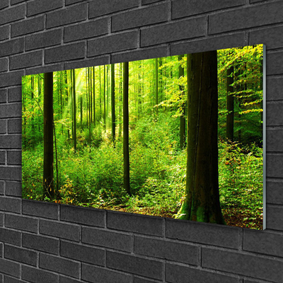 Quadro vetro Foresta Verde Alberi Natura