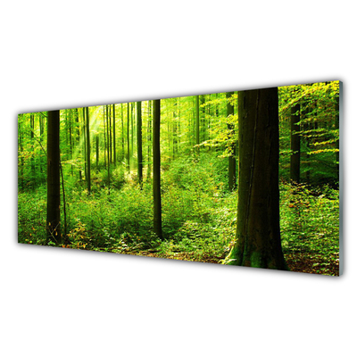 Quadro vetro Foresta Verde Alberi Natura
