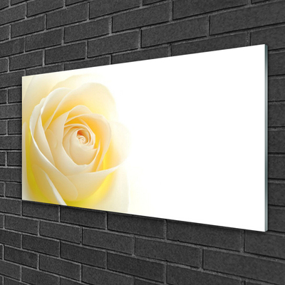 Quadro vetro Fiore di rosa pianta naturale