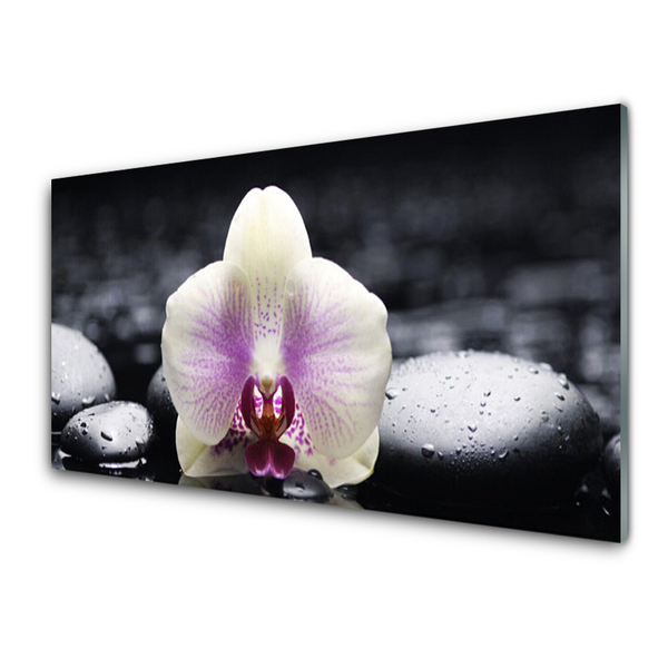 Quadro vetro Pianta di orchidea da fiore