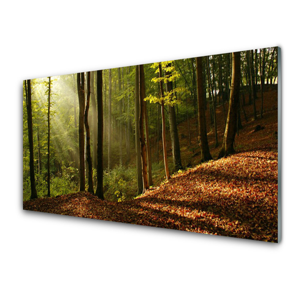 Quadro su vetro Foresta Alberi Natura