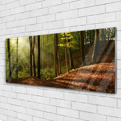 Quadro su vetro Foresta Alberi Natura