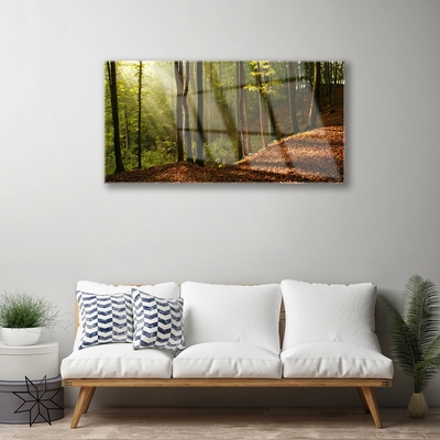 Quadro su vetro Foresta Alberi Natura