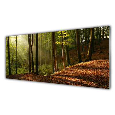 Quadro su vetro Foresta Alberi Natura