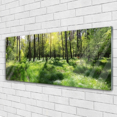 Quadro di vetro Foresta Erba Pianta Natura