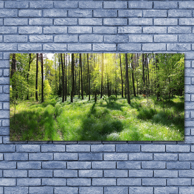 Quadro di vetro Foresta Erba Pianta Natura