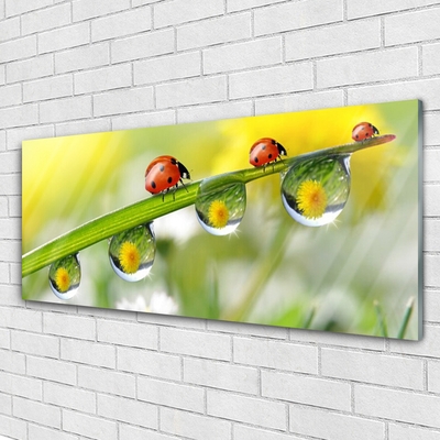 Quadro di vetro Foglia di coccinella Natura