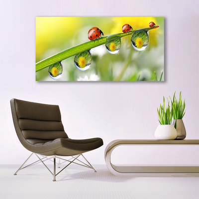 Quadro di vetro Foglia di coccinella Natura