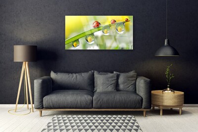 Quadro di vetro Foglia di coccinella Natura