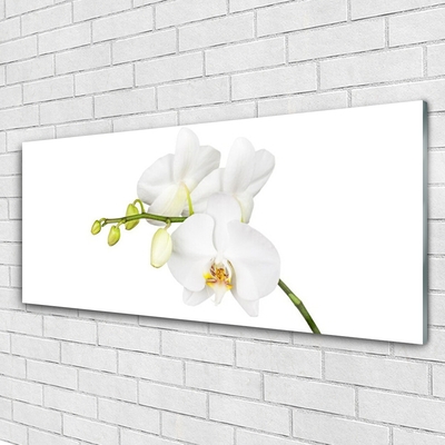 Quadro vetro Orchidea Fiori della natura