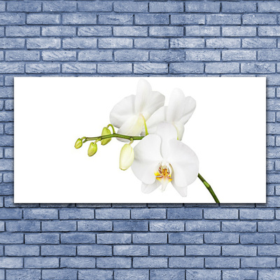 Quadro vetro Orchidea Fiori della natura