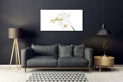 Quadro vetro Orchidea Fiori della natura