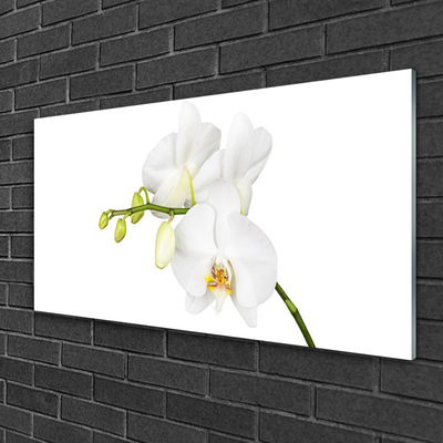 Quadro vetro Orchidea Fiori della natura