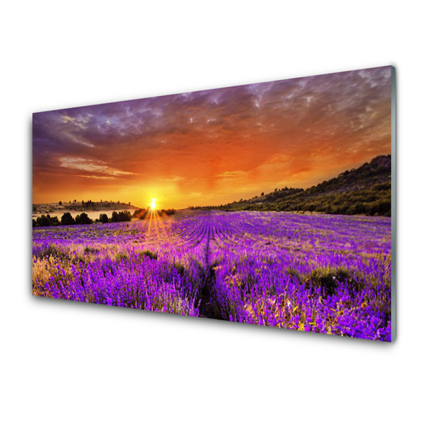 Quadro vetro Campo di lavanda al tramonto