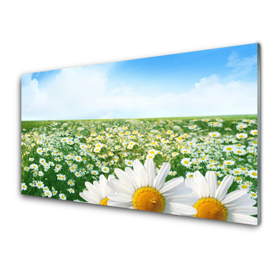 Quadro su vetro Fiori di margherita Campo di prato