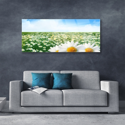 Quadro su vetro Fiori di margherita Campo di prato