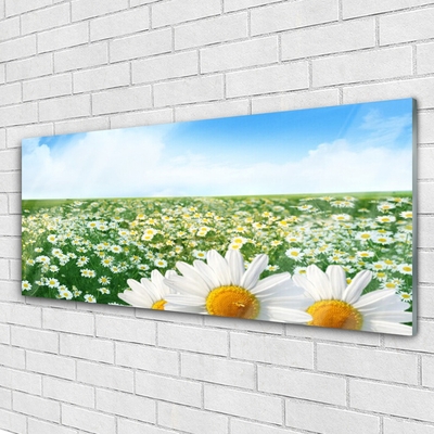 Quadro su vetro Fiori di margherita Campo di prato