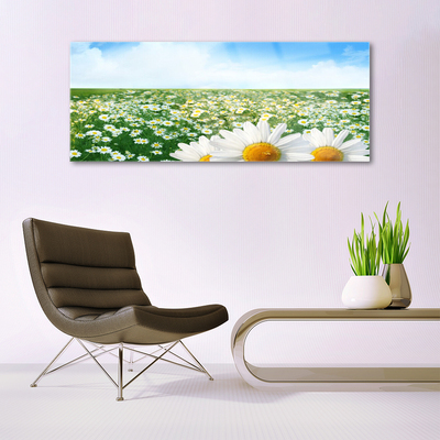 Quadro su vetro Fiori di margherita Campo di prato