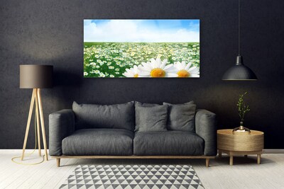 Quadro su vetro Fiori di margherita Campo di prato