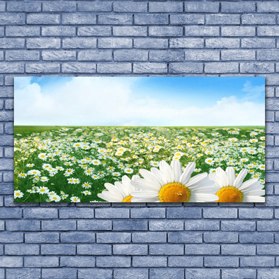 Quadro su vetro Fiori di margherita Campo di prato