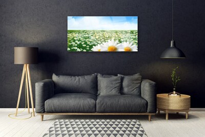 Quadro su vetro Fiori di margherita Campo di prato