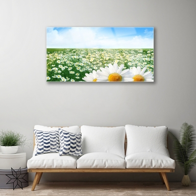 Quadro su vetro Fiori di margherita Campo di prato