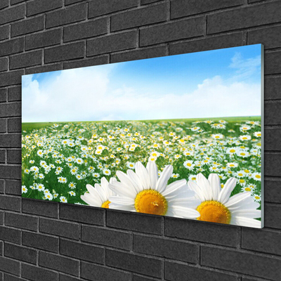 Quadro su vetro Fiori di margherita Campo di prato