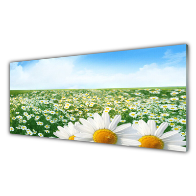 Quadro su vetro Fiori di margherita Campo di prato