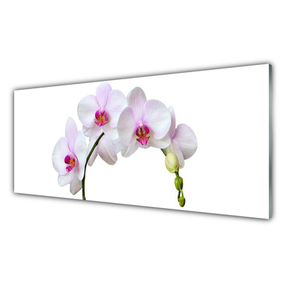 Quadro in vetro Orchidea Fiori di orchidea