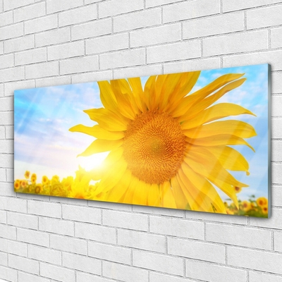 Quadro in vetro Girasole Girasole