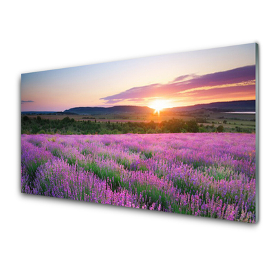 Quadro in vetro Campi di lavanda Prato Ovest