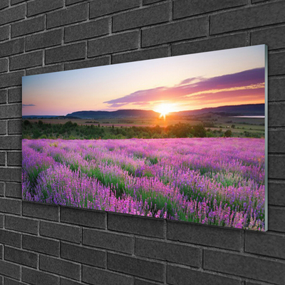 Quadro in vetro Campi di lavanda Prato Ovest