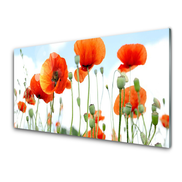 Quadro di vetro Fiori Papaveri Prato Campo Natura