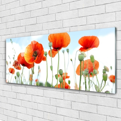 Quadro di vetro Fiori Papaveri Prato Campo Natura