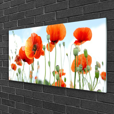 Quadro di vetro Fiori Papaveri Prato Campo Natura