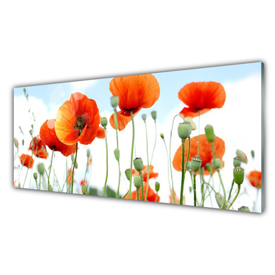 Quadro di vetro Fiori Papaveri Prato Campo Natura