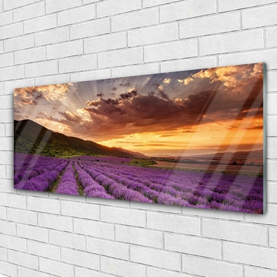 Quadro di vetro Campo di lavanda al tramonto