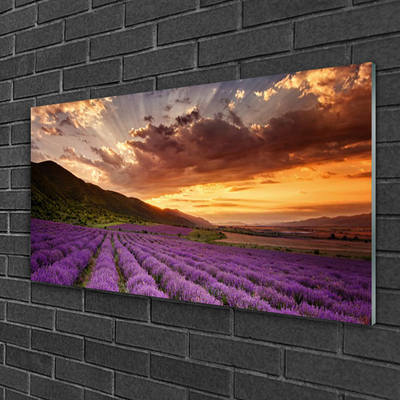 Quadro di vetro Campo di lavanda al tramonto