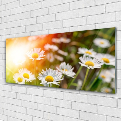 Quadro vetro Fiori di margherita Raggi