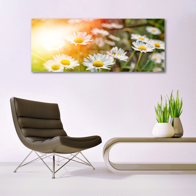 Quadro vetro Fiori di margherita Raggi