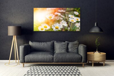 Quadro vetro Fiori di margherita Raggi