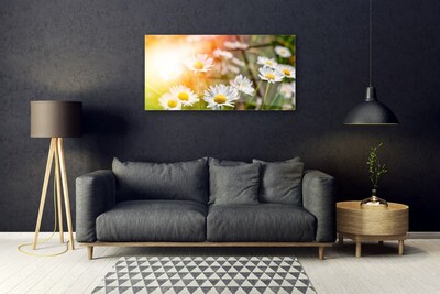 Quadro vetro Fiori di margherita Raggi