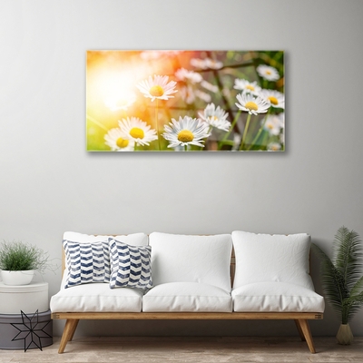 Quadro vetro Fiori di margherita Raggi