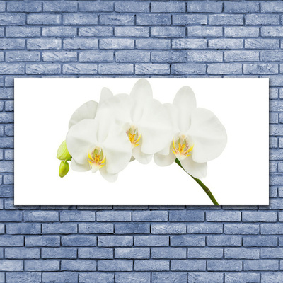 Quadro in vetro Steli di fiori di orchidea Natura