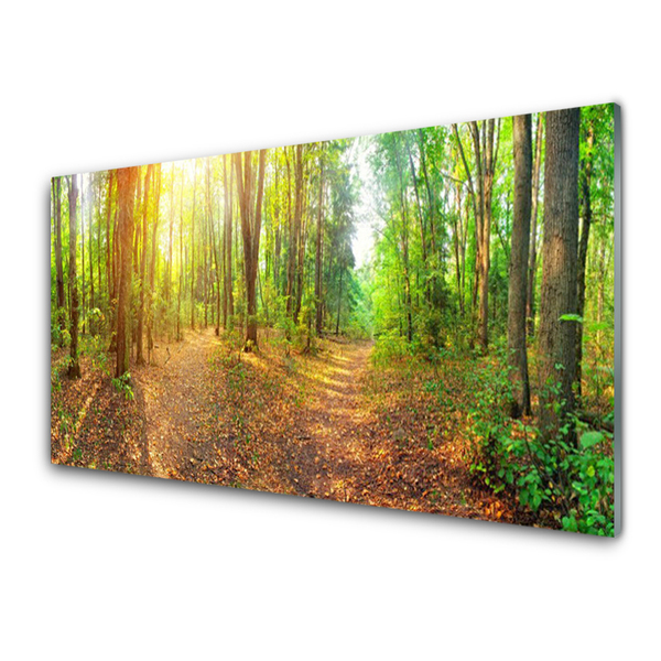 Quadro su vetro Sole Sentiero Natura Foresta