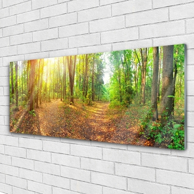 Quadro su vetro Sole Sentiero Natura Foresta