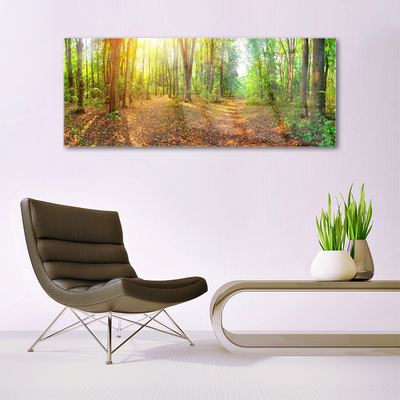 Quadro su vetro Sole Sentiero Natura Foresta