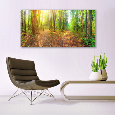 Quadro su vetro Sole Sentiero Natura Foresta